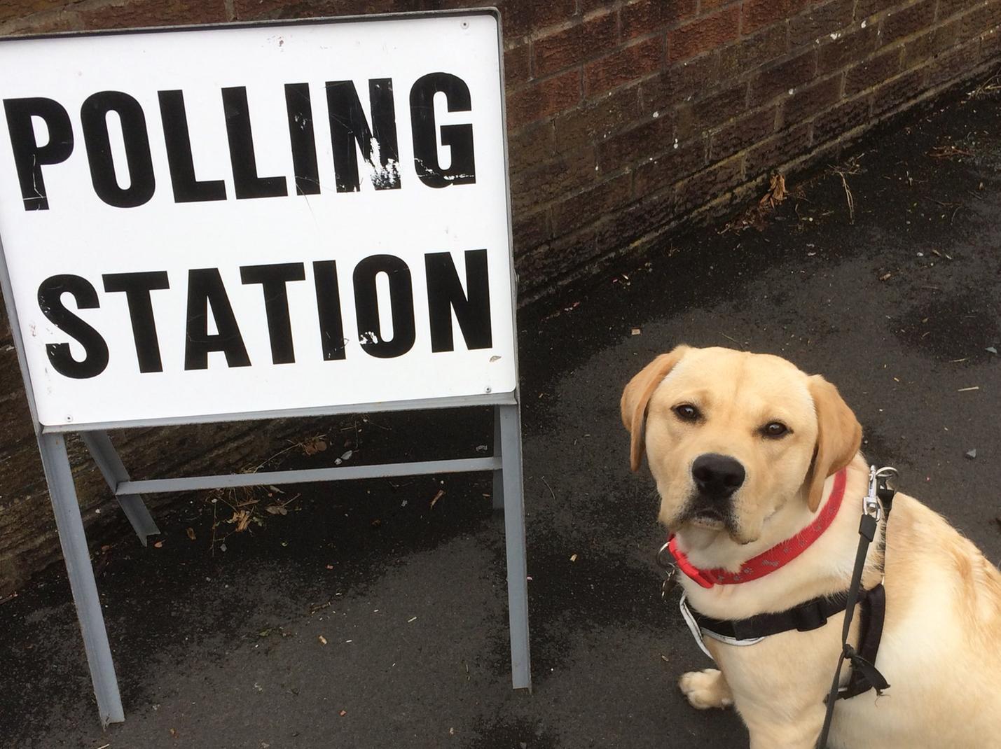 Lesley Cann from Preston (@LesleyCann) shared this pic to Twitter with the message: "@DogsTrust Today's election is important for everyone, even dogs! Go vote folks. #dogsatpollingstations"