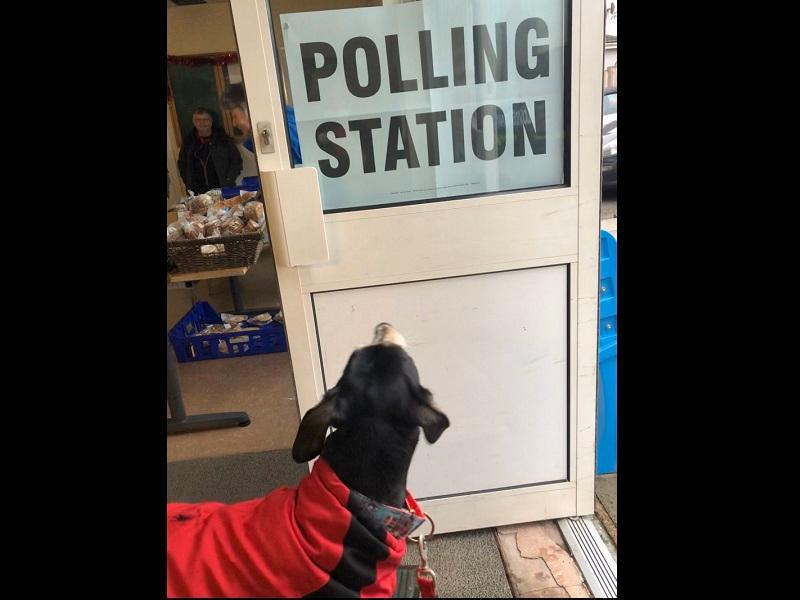 Alison Critchley (heightsfarmali) from Preston, posted this picture of her dog Chance with the following tweet: "Not sure Chance is too impressed but had to be done!"