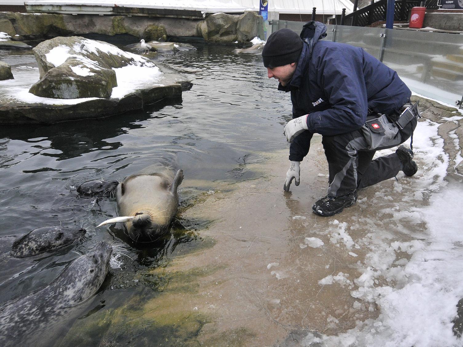 The seals enjoyed the cold snap at Scarborough Sealife in 2018.