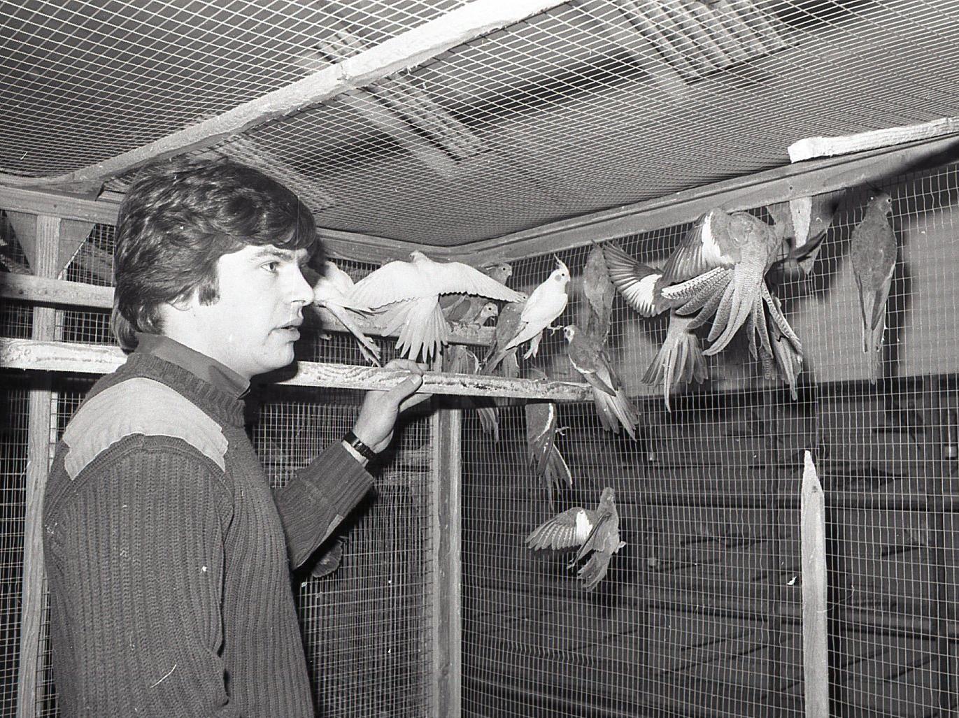 Christmas is coming... and the budgies on a Lancashire farm are getting fat. But there won't be any of these flighty types heading for the oven - for the budgies, parrots, quails, cockatiels and canaries at the Fylde Foreign Bird Farm at Blackpool are strictly for the eyes only. Pictured here is manager Nigel Wild with some of the parakeets