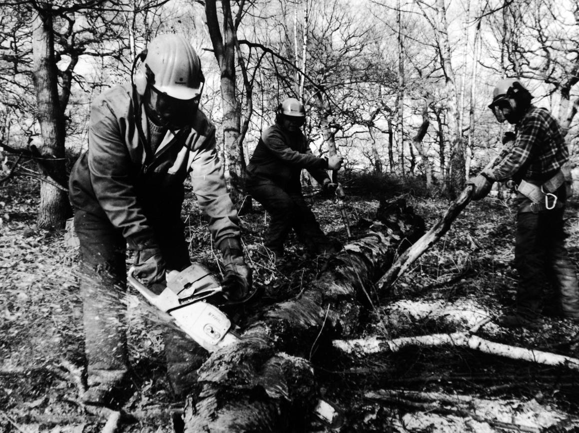 Mainly oak and birch were being thinned at Middleton Woods to create a Forest of Leeds, with 50,000 saplings bound for Middleton, Belle Isle, Temple Newsam, Hunslet and Woodlesford.