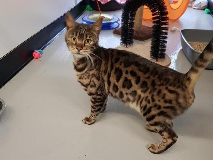 Honey is a 9-year-old Bengal. The RSPCA says: "Beautiful Honey came into the centre as an emaciated stray. She is a friendly and loving cat however can be a little timid."