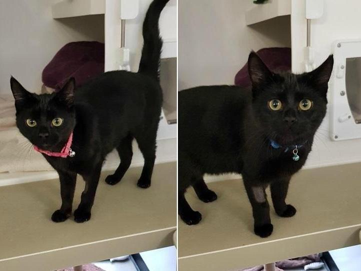 Both are Domestic Shorthair crossbreed and are between 6 and 12 months old. The RSPCA says: "Super friendly siblings have found themselves looking for a new home together after being abandoned at the centre."