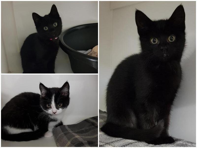 All three are between 3 and 6 months old. The RSPCA says: "This litter of three utterly adorable kittens came into our care when they were only two days old after being found along with their stray mum."