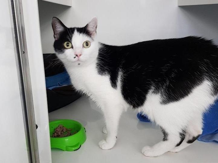 Star is a 1-year-old Domestic Shorthair crossbreed. The RSPCA say: "Star is a gorgeous cat with a lovely temperament who came into our care after being found as a stray along with her three 2 day old kittens."