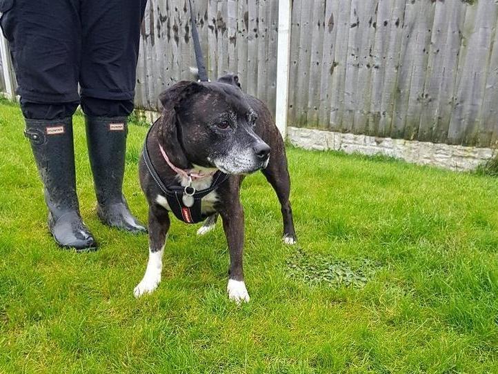 Socks is a 10 year-old Staffordshire Bull Terrier. The RSPCA says: "Socks is an excitable girl who came into the centre as her previous owner could no longer give her the care she needed."