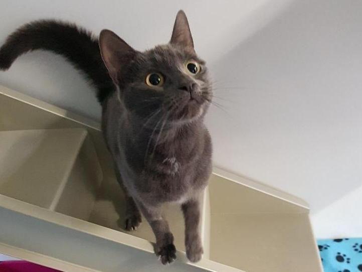Misty is a 3-year-old domestic shorthair crossbreed. The RSPA says: "Misty is a gorgeous girl who is missing her home comforts after being abandoned in a cat carrier on someones door step."