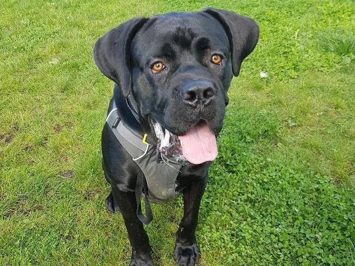 Rocco is a 2-year-old Cane Corso. The RSPCA say: "Rocco is an over excitable big pup who came into the centre due to his previous owners change of circumstances."