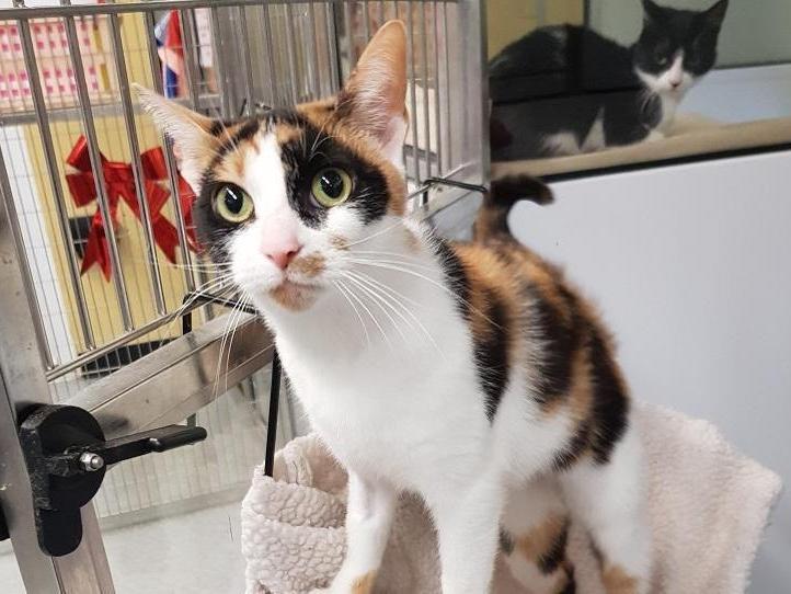 Morgana is a 1-year-old Domestic Shorthair crossbreed tortie/white. The RSPCA says: "Morgana has found herself looking for a new home after becoming unsettled in her previous home due to the number of cats she was living alongside."