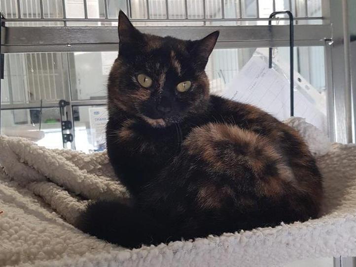 Marble is a dark tortie Domestic Shorthair crossbreed. The RSPCA says: "Marble is a super sweet and a good-natured friendly girl who is searching for a home that she can call her own after coming into our care due to welfare concerns."