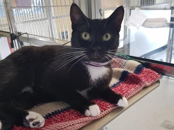 Lila is a black and white Domestic Shorthair crossbreed. The RSPCA says: "She is a friendly playful girl but can still be slightly shy and nervous when she first meets you."