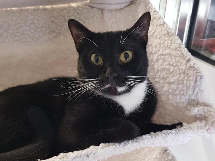 Maya is a black and white Domestic Shorthair crossbreed. The RSPCA says: "Pretty Maya was one of three cats who ended up in our care as part of a welfare investigation."