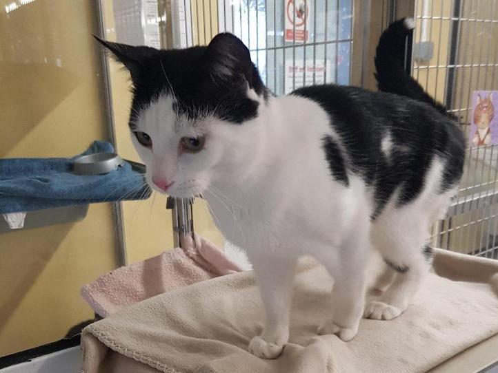Jesse is a white Domestic Shorthair crossbreed. The RSPCA says: "He is looking for a loving home after he ended up in our care when his owners circumstances changed."