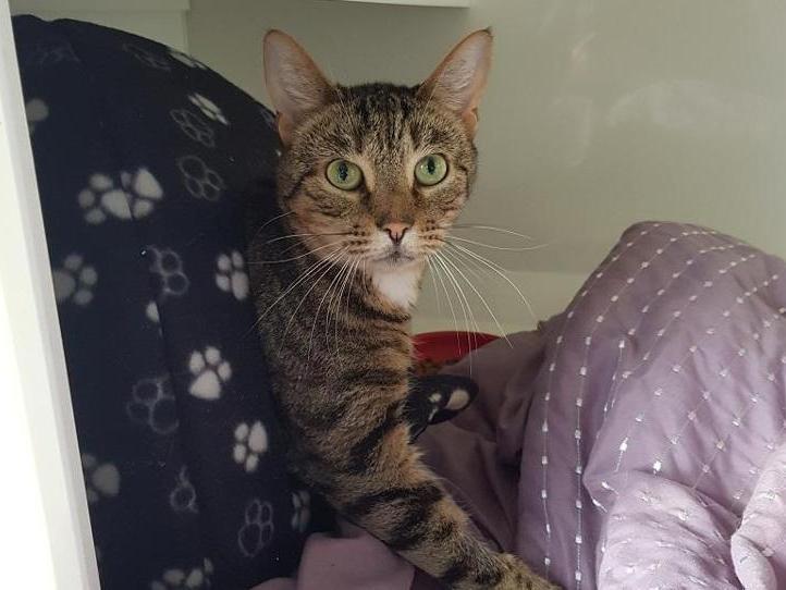 Jeremy is a Tabby Domestic Shorthair crossbreed. The RSPCA says: "Jeremy is a sweet but super shy boy who arrived at the centre after he was one of three cats abandoned by his owner."