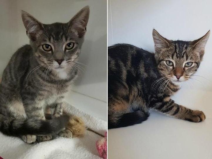 Sidney and Chaos are 6-12 month old Domestic Shorthair crossbreed. The RSPCA says: "These guys have not had the best start in life and were born outside to a feral mum, so unfortunately they have received little socialising in their short life."