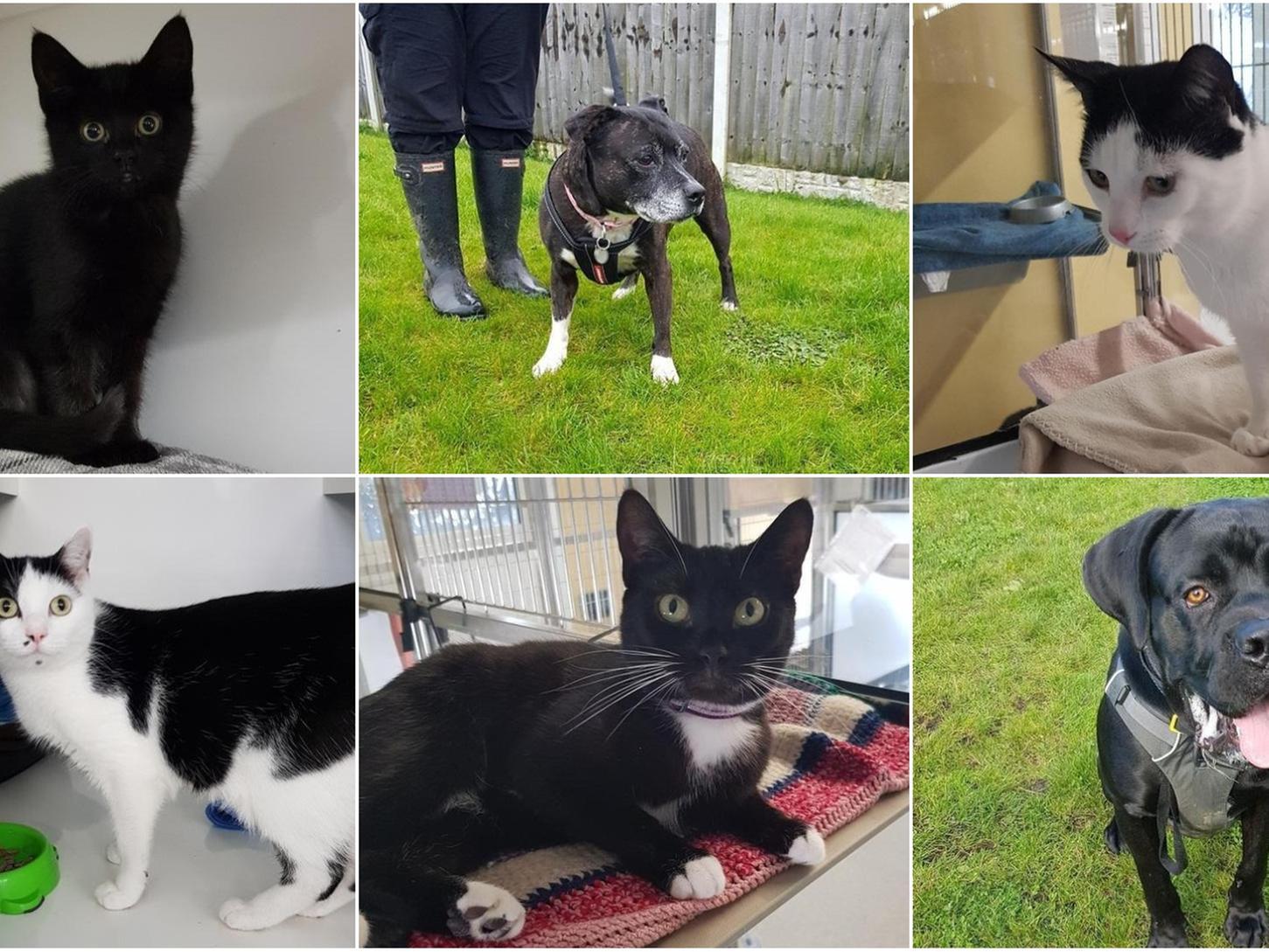 These are the dogs and cats looking for a forever home in Blackpool this Christmas