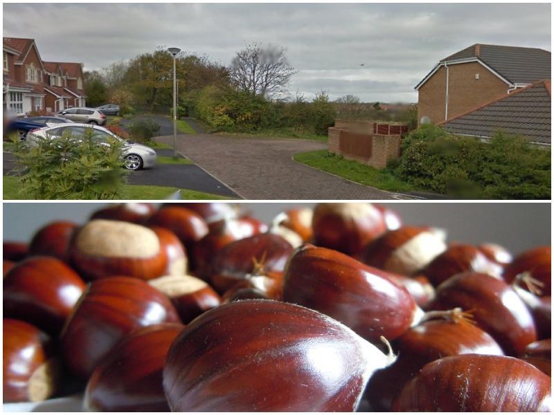 Chestnuts are not just good for roasting, they're also good for street names.