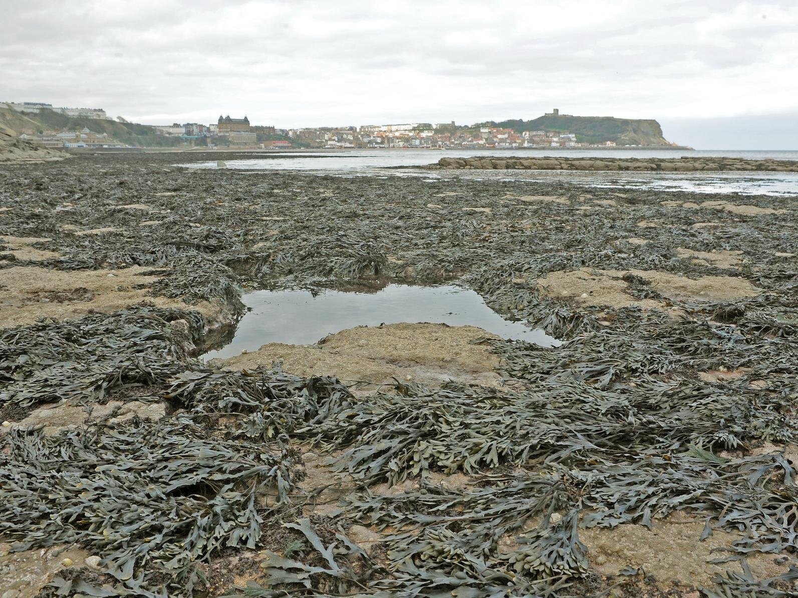 It is announced that England's first seaweed farm is to be created off Scarborough. The company, Seagrown, set up by a former fisherman and his wife, will create 25 jobs in the town.