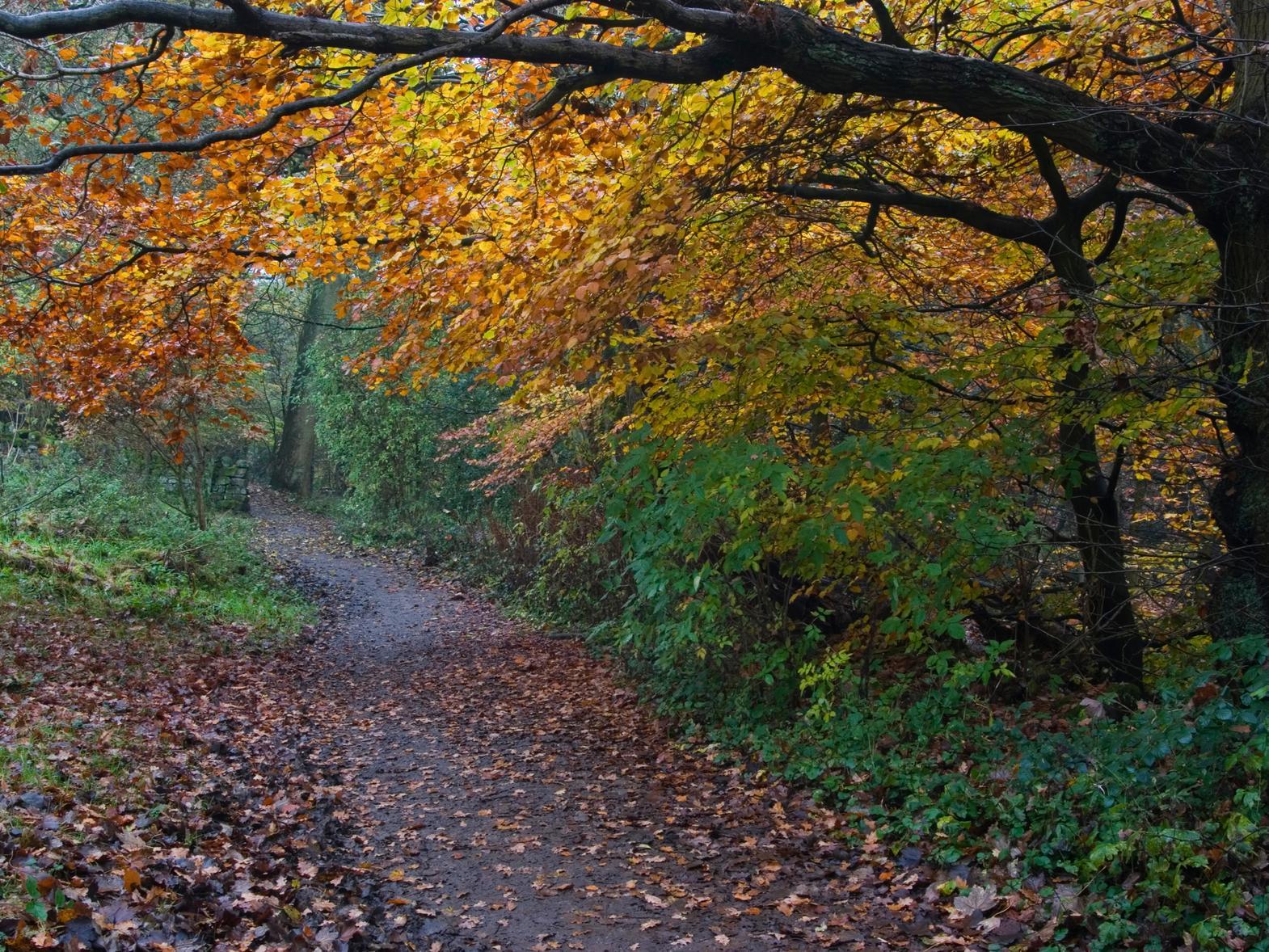 Hidden within Meanwood, this ornamental woodland and botanical garden feels almost tropical in its lushness, featuring charming stone bridges and winding, quiet paths. 🚶15 minutes ETA