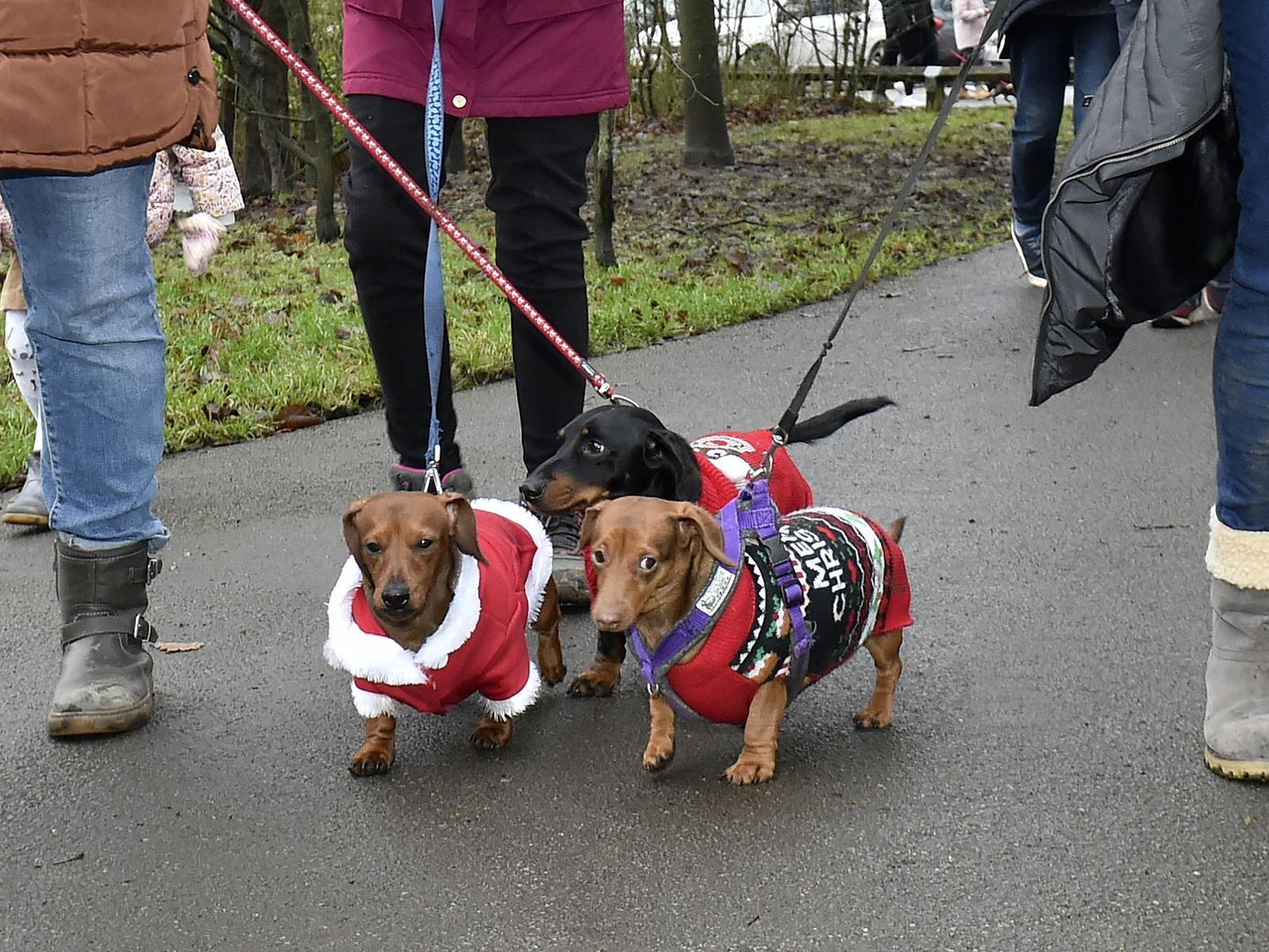 Three Dachshunds enjoying their stroll