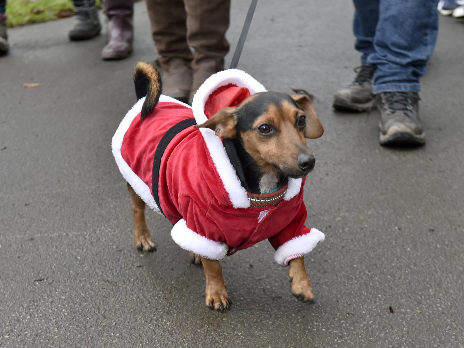 This Dachshund is coming to town