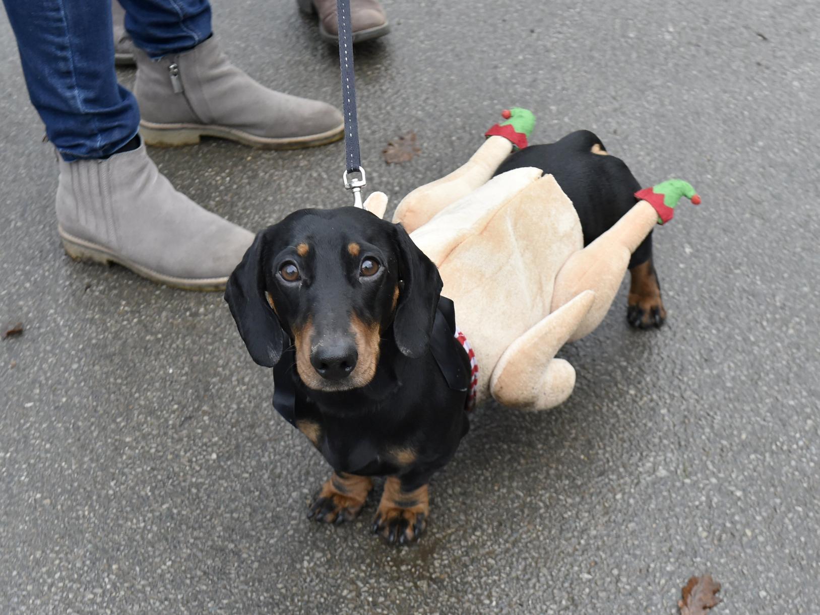We can't get enough of Monty in his Christmas turkey outfit!
