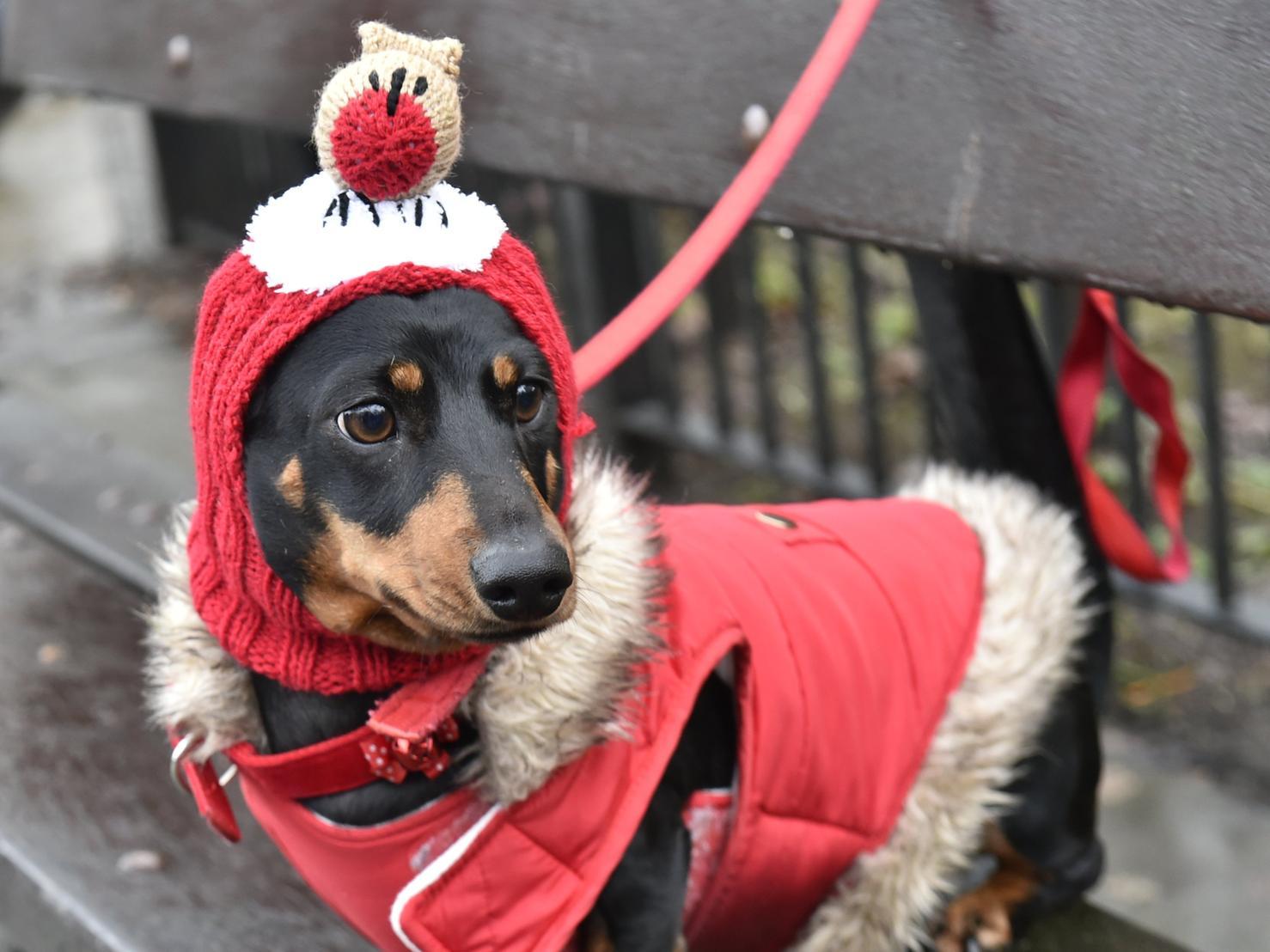 A Dachshund dressed as a robin