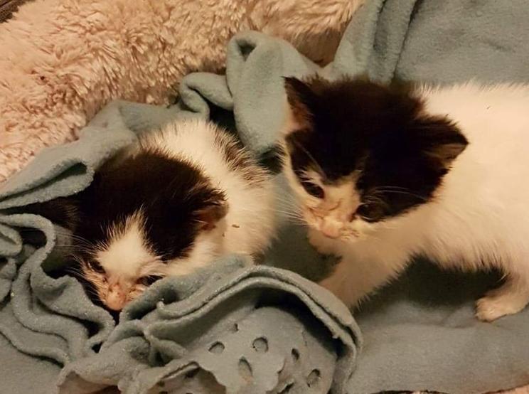 Three tiny kittens have been rescued after their mother was put down on Christmas Day (Photo: Leeds Cat Rescue)