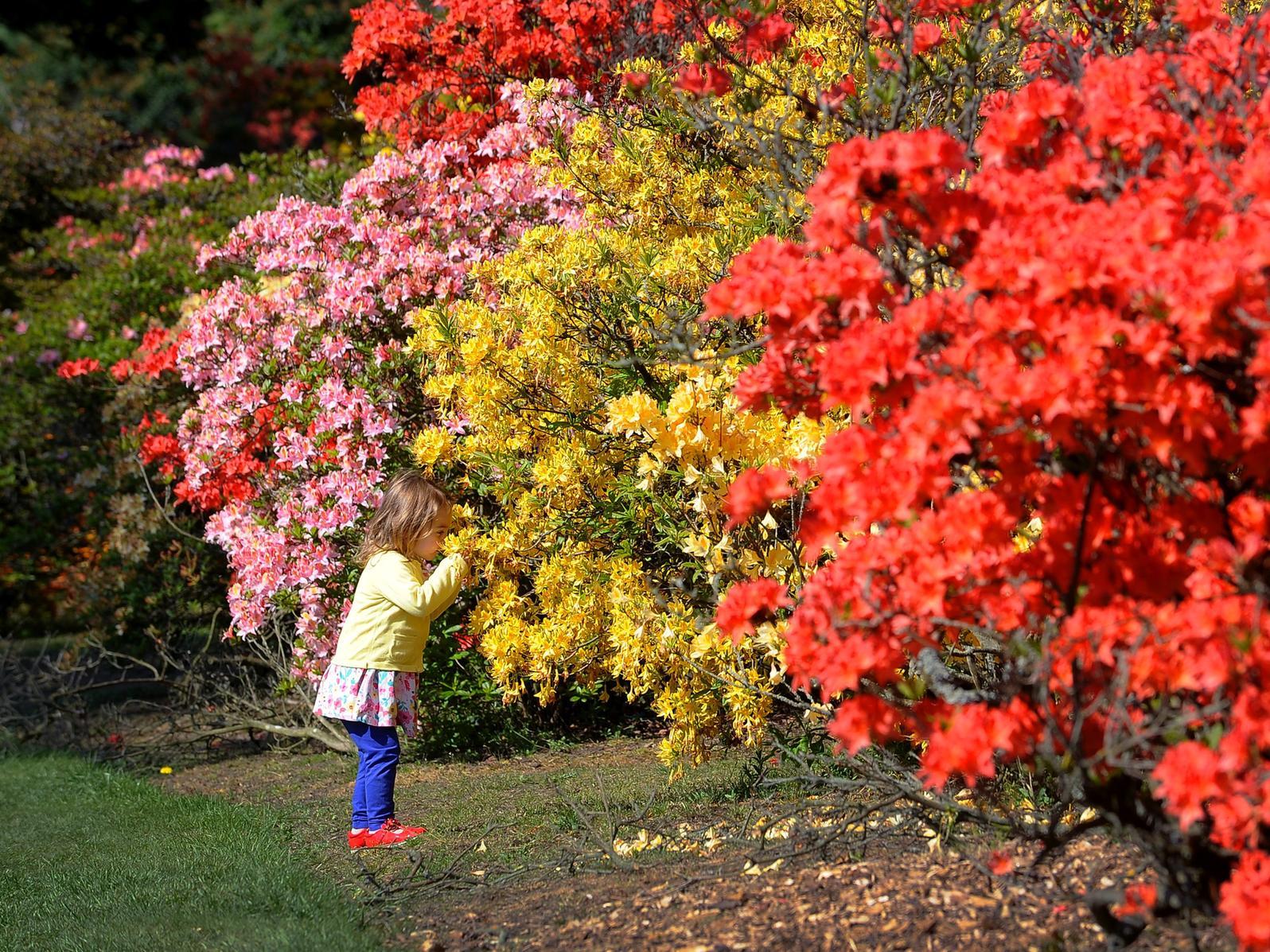Families can bring their own picnic lunch and enjoy a special day out at Temple Newsam on Father's Day Sunday. The estate is opening up the historic House and offering guided Farm tours for a heavily discounted rate of just £5 per person. 👨 Temple Newsam Rd, Leeds LS15 0AE