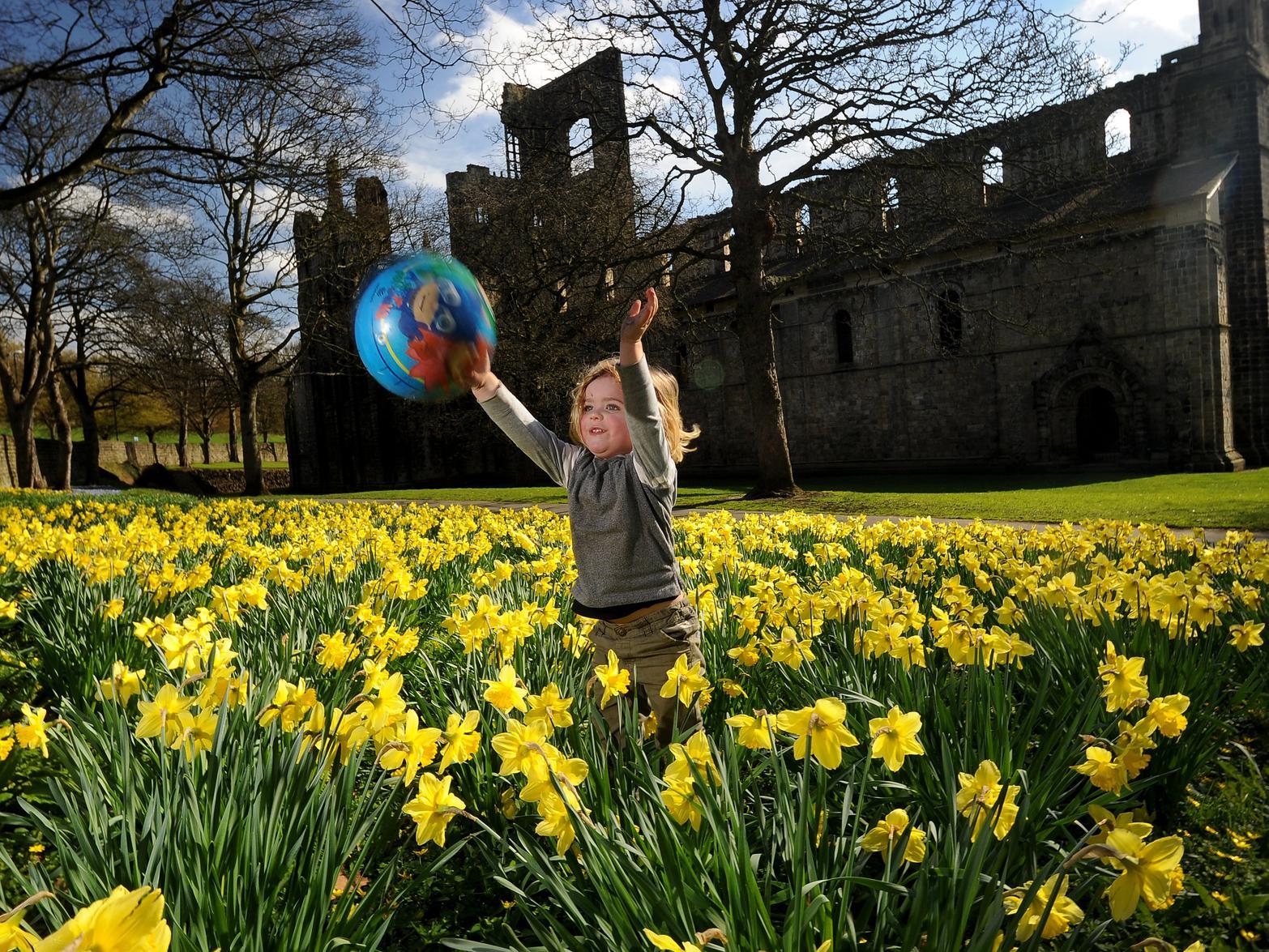 Spring had sprung at Kirkstall Abbey as three-year-old Byron Lee plays with his ball pictured among the daffodils.