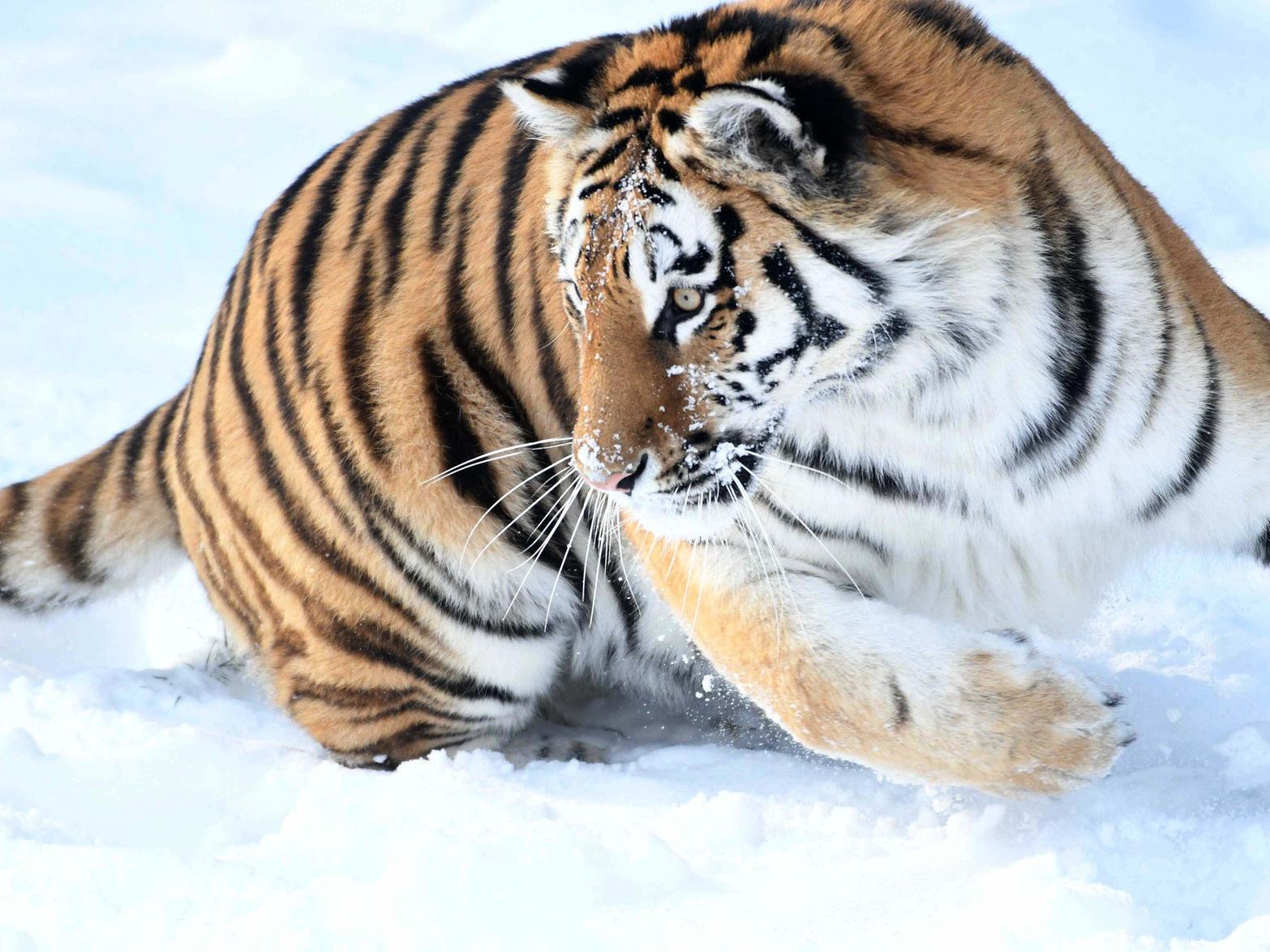 The year began with the Amur Tigers enjoying the winter snow as temperatures dropped closer to those of their natural habitat in Russia. Only 500 Amur Tigers survive in the wild.