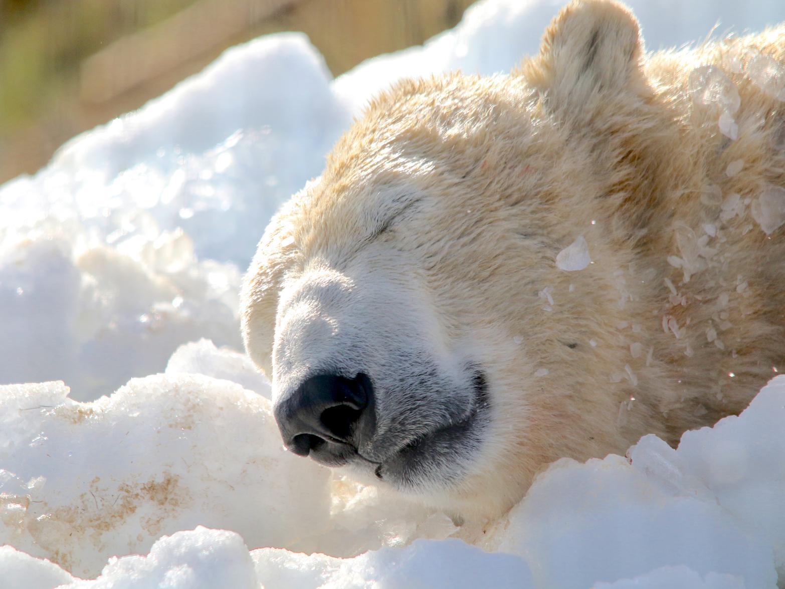 The country's only Polar Bears enjoyed a freezing delivery in February- mountains of ice.  UnsurprisinglyNissan, Pixel, Victor and Nobby thought their half term treat was grrrr-eat.