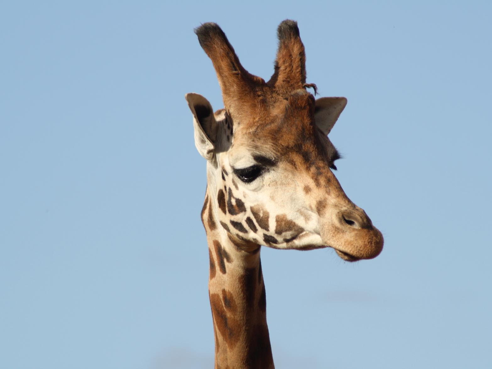 The park is home to four giraffes: Jambo, Jengo, Behansin and Palle help to raise awareness over conservation efforts as there is an estimated 1,500 giraffes remaining in the wild.