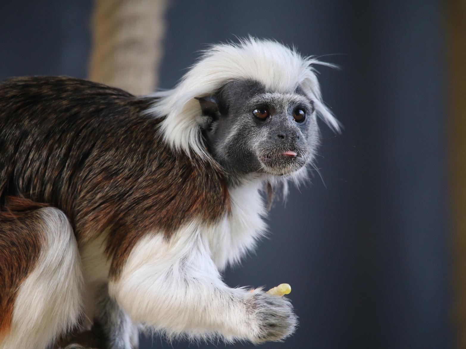 In July, a pair of rare Cotton Top Tamarins joined the park. Maurice and Margot, aged 2, are part of the international breeding programme. There are currently only believed to be just over 6,000 of the species left in the wild.