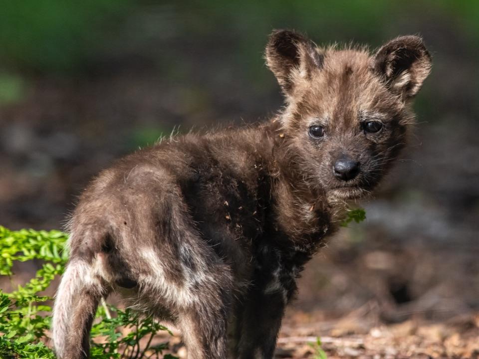 Two-endangered African Painted Hunting Dog puppies were born. It was a landmark moment for conservationists battling to save the species from extinction as their numbers declining from 500,000 to less than 5,000 in the past decade.