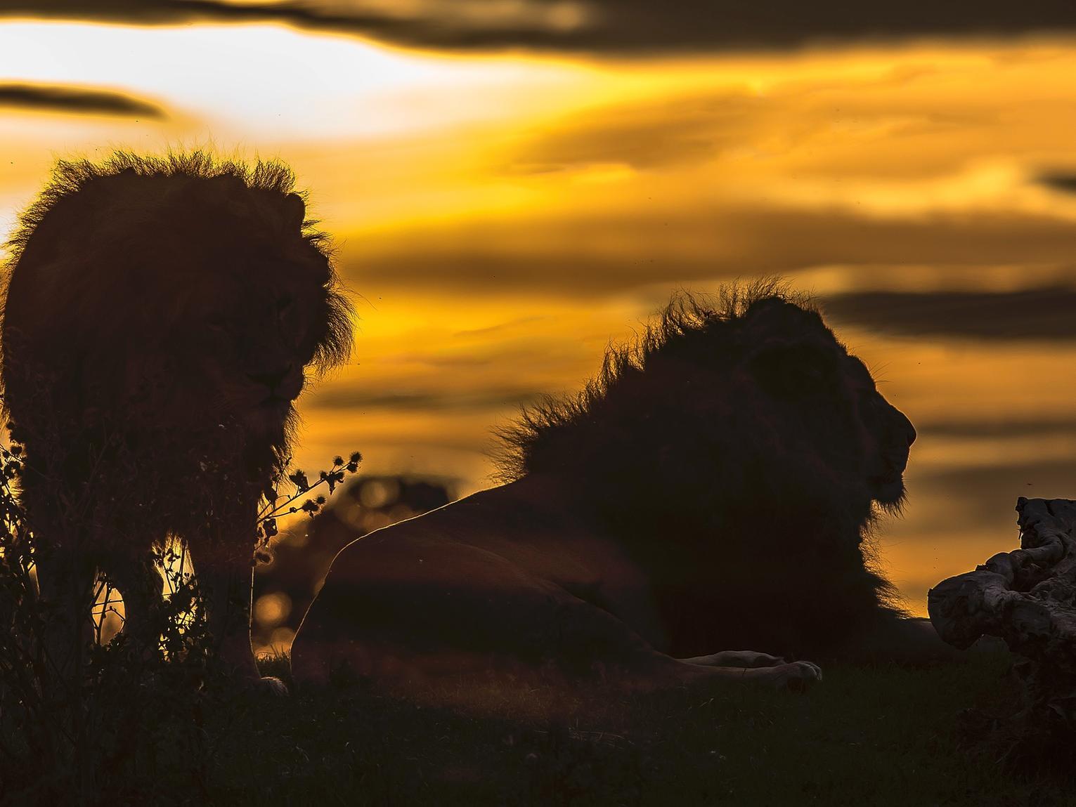 April marked ten years since the doors first opened at Yorkshire Wildlife Park. The park won international acclaim in 2010with the rescue of 13 lions from a run-down zoo in Romania.