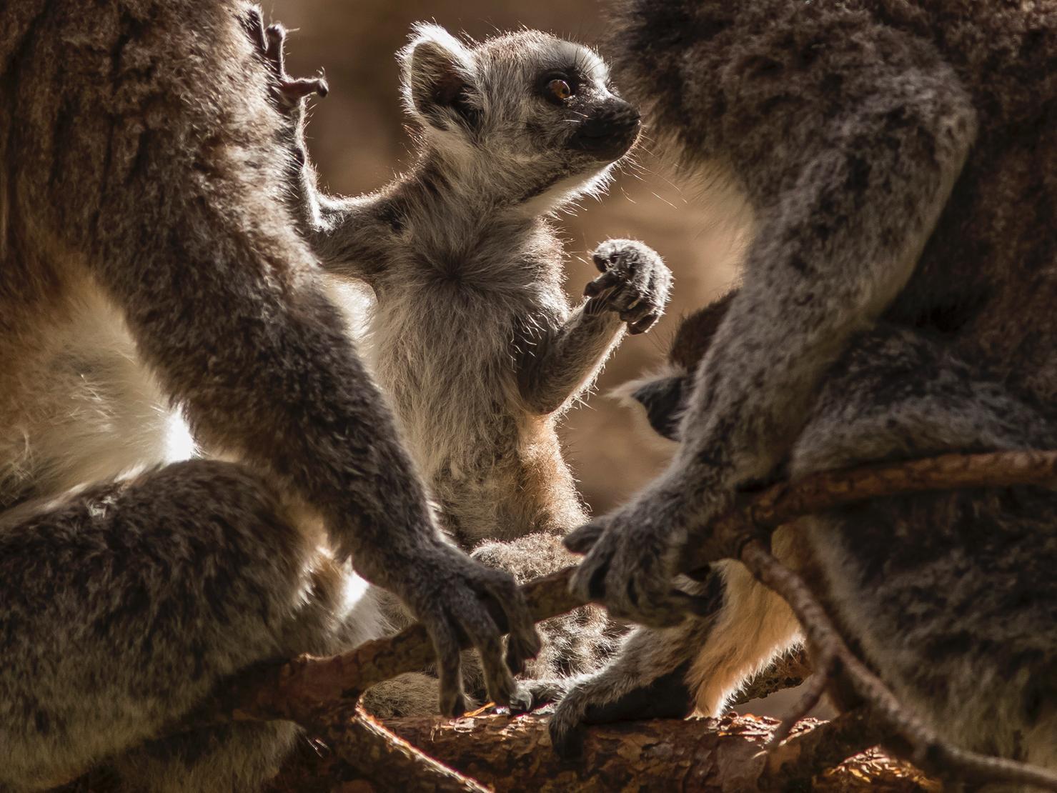 In May a heart-warming image of a baby lemur at YWP with his parents won a prestigious photography award. The image entitled Safe Hands was taken by photographer David Roberts.