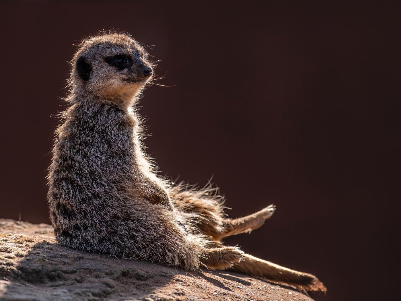 As temperatures soared in June the animals allenjoyed the sun. While the Polar Bears dived into their pool, and the Lemurs enjoyed ice fruit lollies, the heat loving Meerkats decided to bask in the sun.