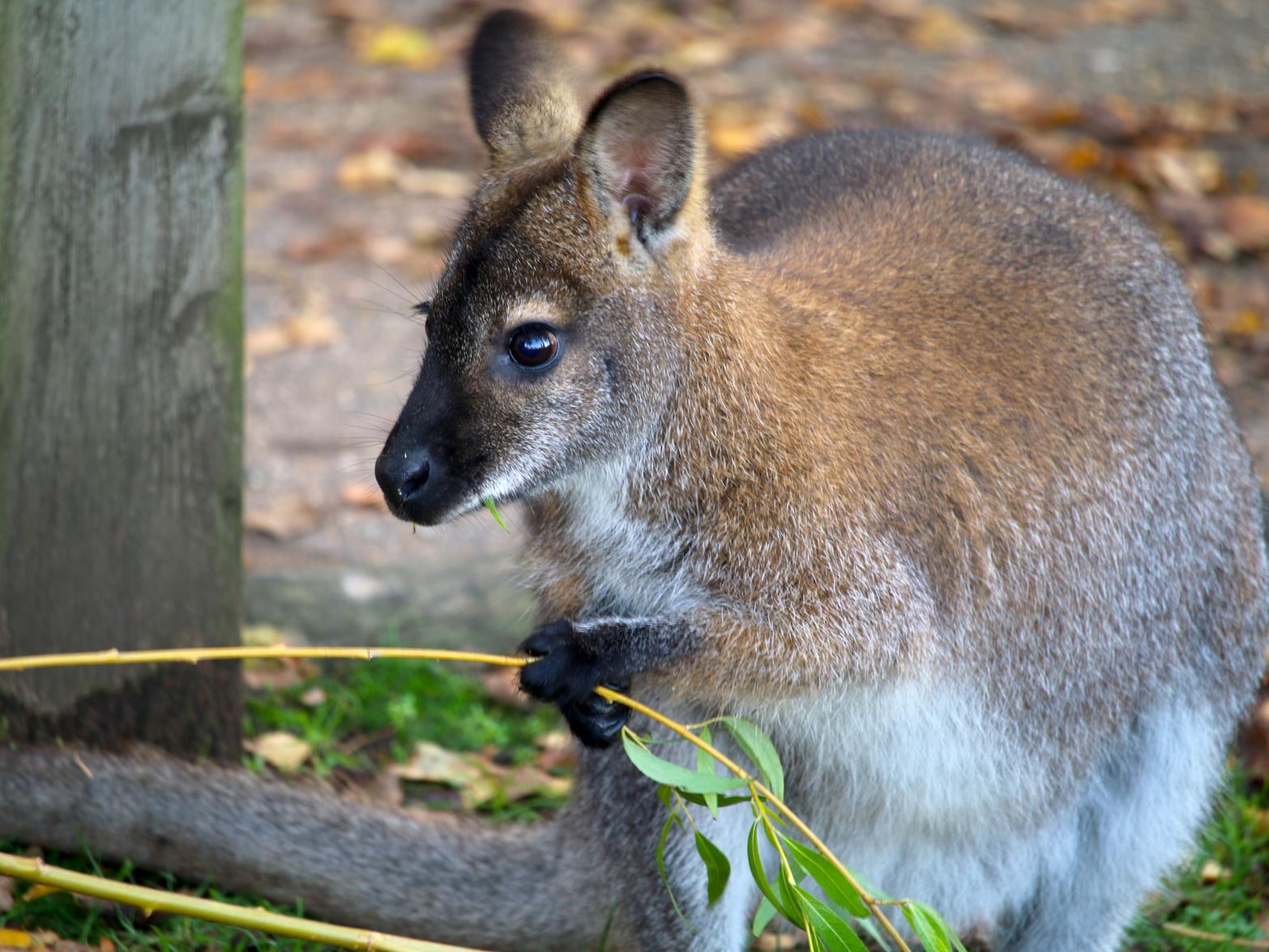 An injuredwallaby left for dead after being shot in Berkshire, was rescued by YWP. Wilding is now enjoying his new home after being nursed back to health by rangers.