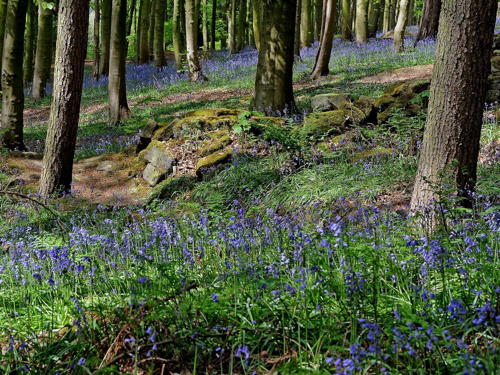 Bluebells in Esholt Woods located between Shipley and Guiseley on the Leeds and  Bradford border.