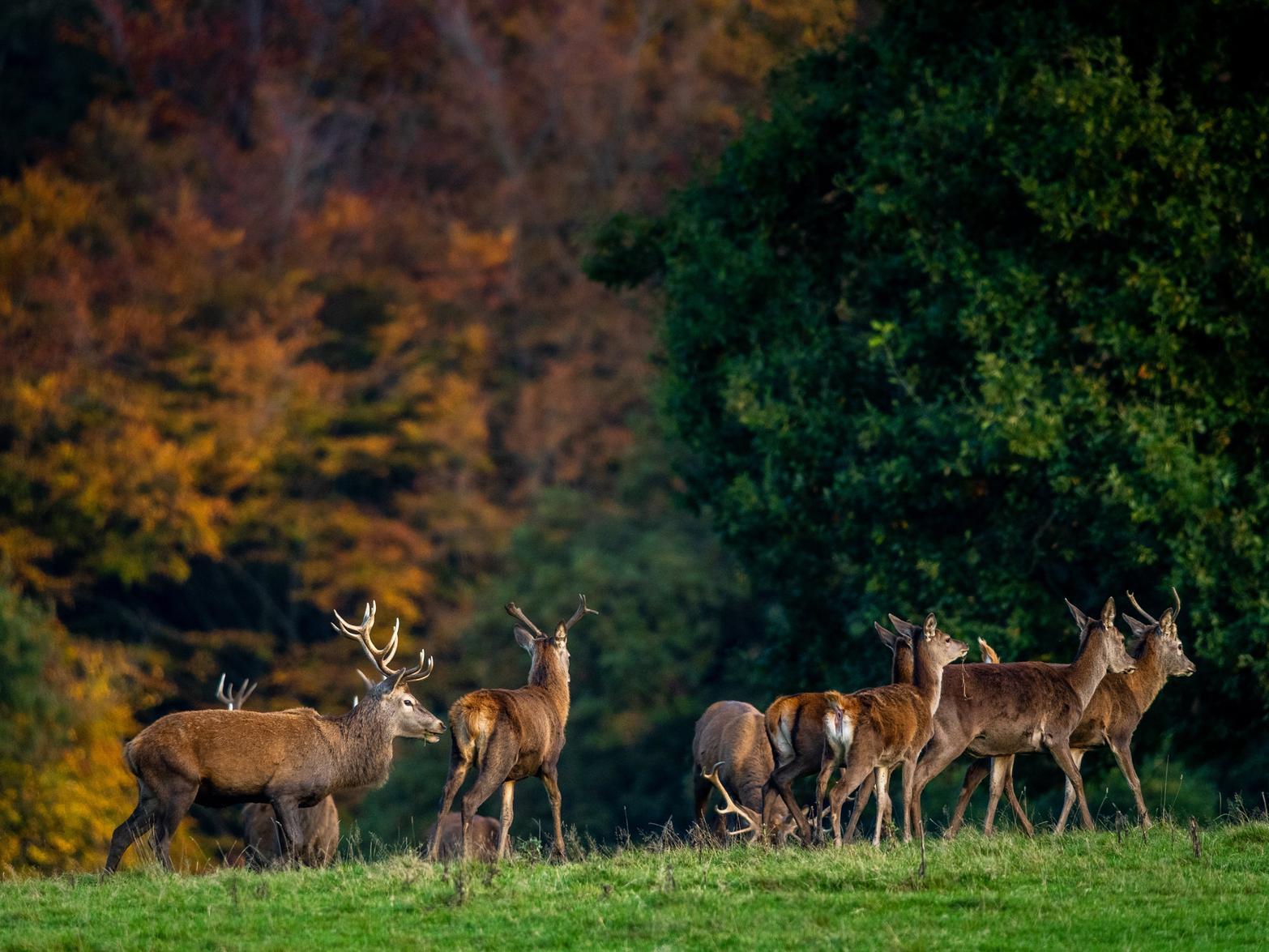 This image of stags at Harewood House was captured by snapper James Hardisty.