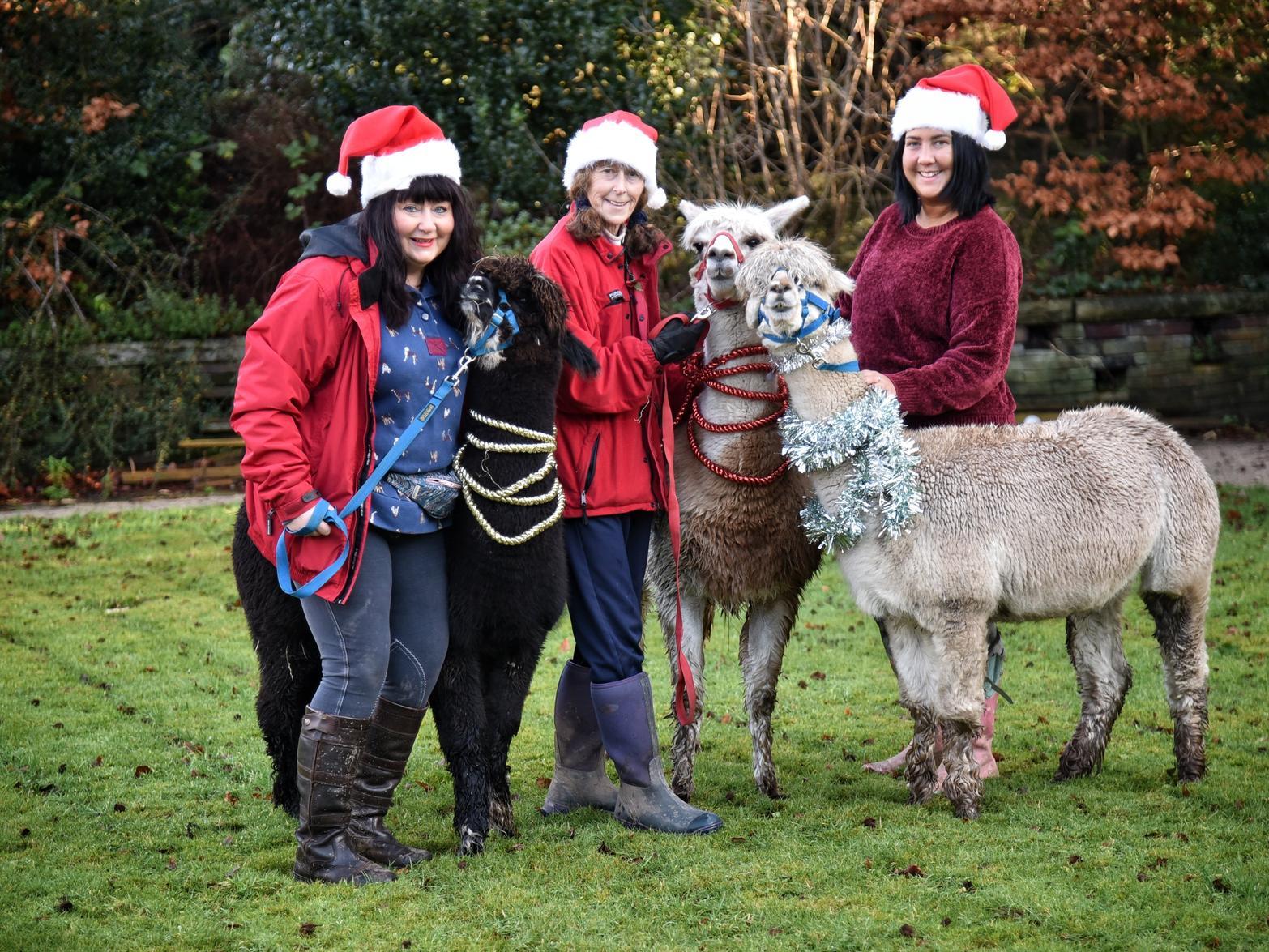 Helen Connor, Judy Ainley and Charlie Slater of Ivy Dene Alpacas pictured with Willow, Bella and Freya