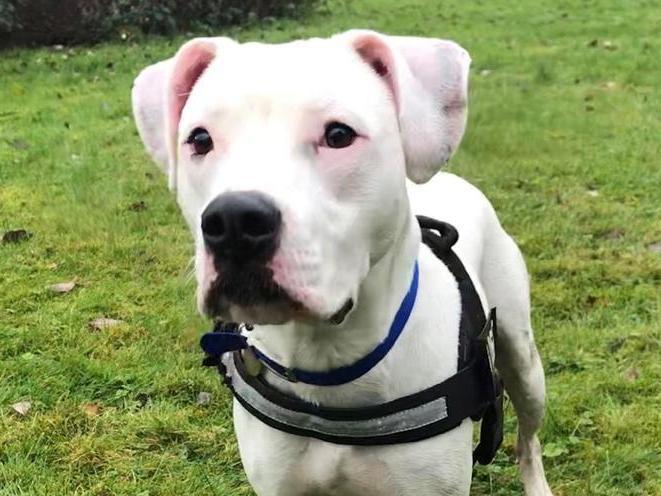 These Animals At Halifax Rspca Are Looking For A New Home Can You Help Halifax Courier