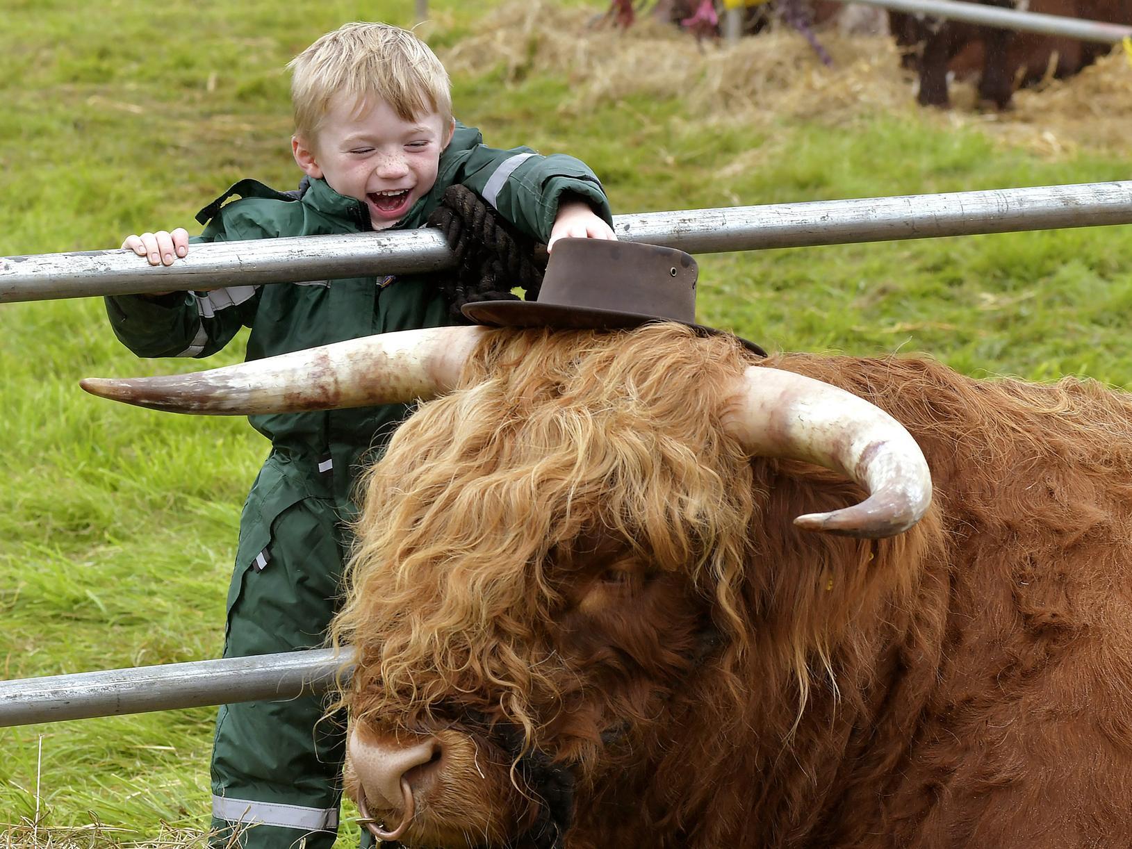Isaac Lumley presents his hat to a Highland Bull at Danby Show. Photo: Richard Ponter