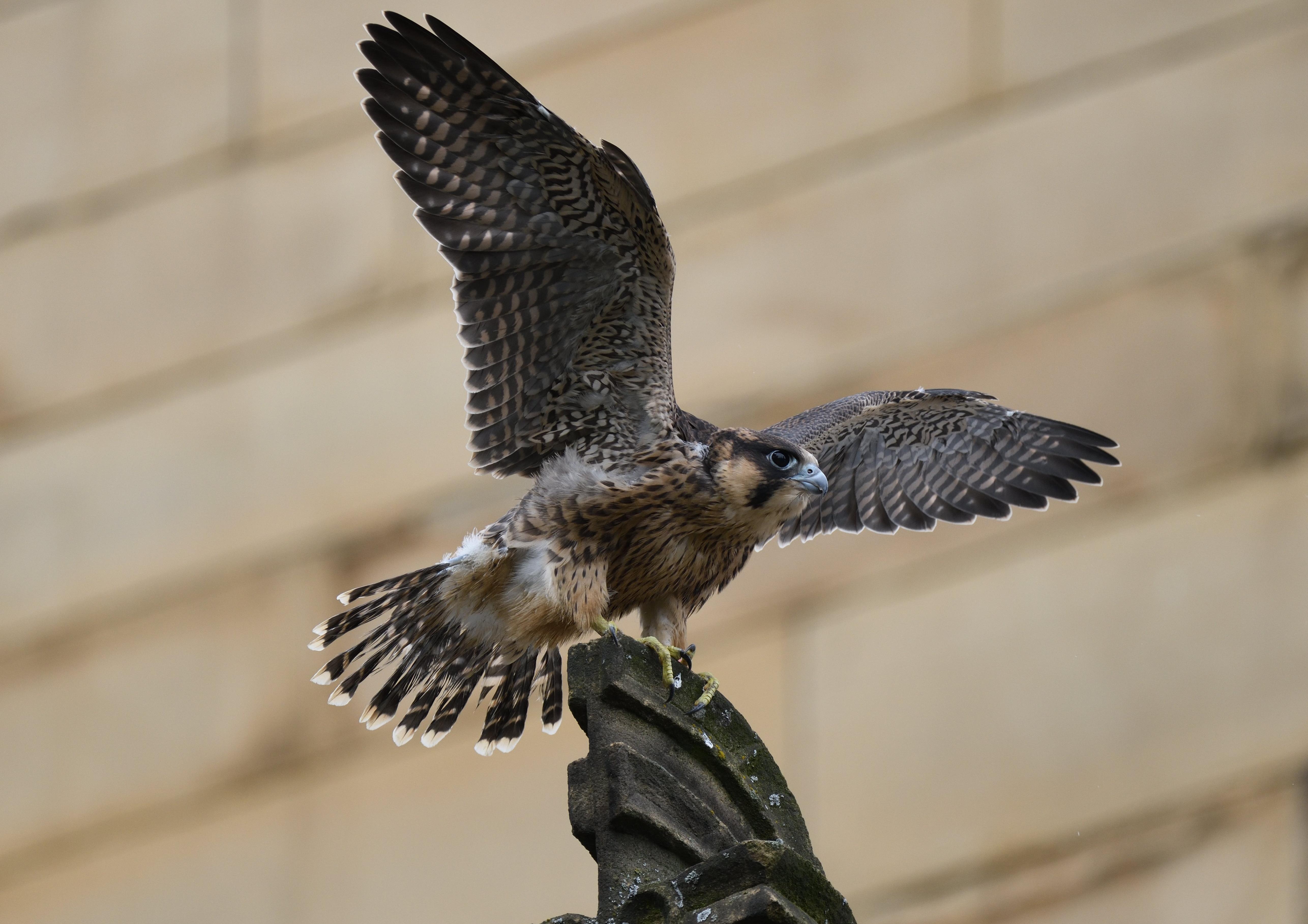 A juvenile peregrine. Photo by Julie Knowles.