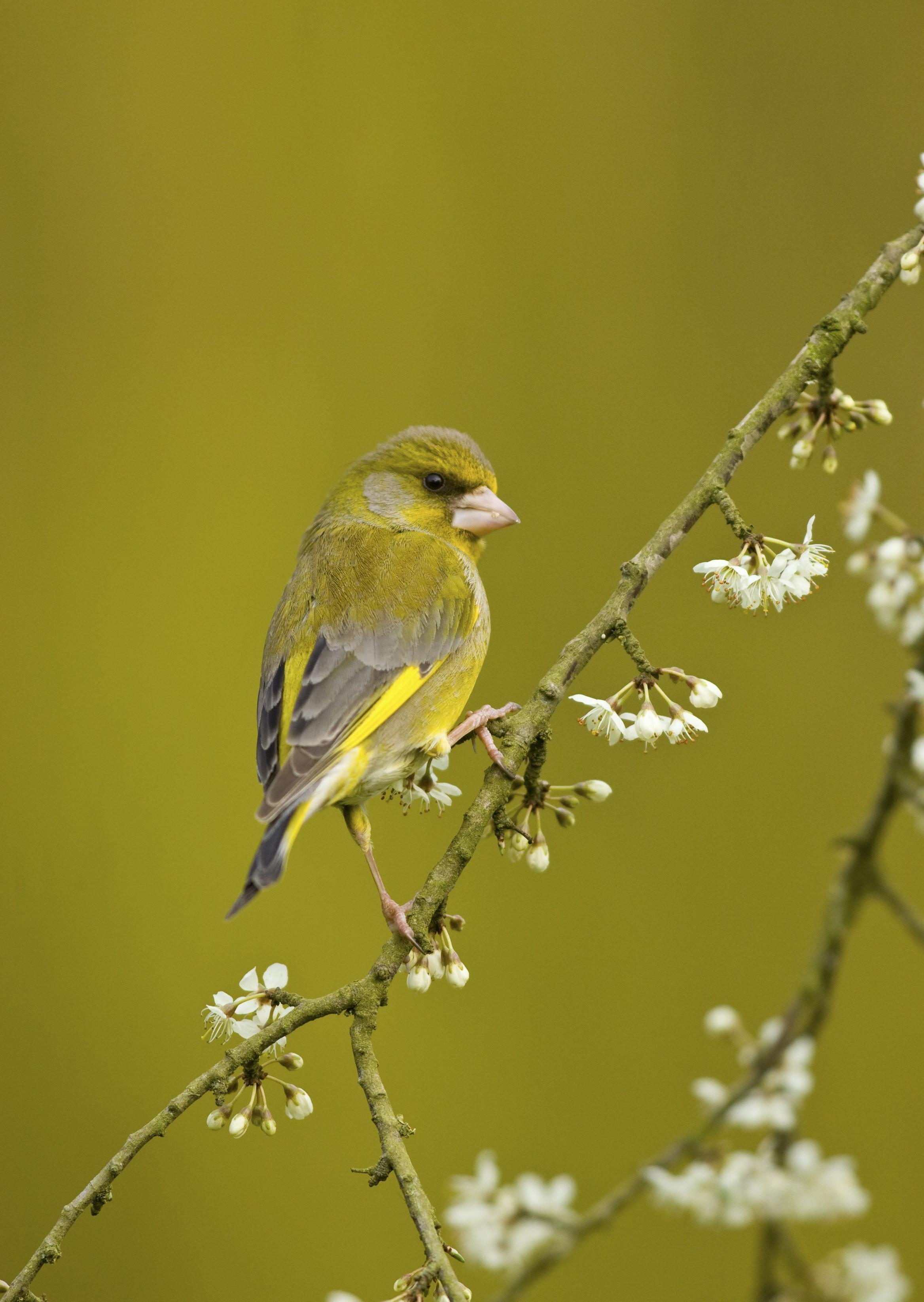a greenfinch perched on blossom. Photo: Ben Hall (rspb-images.com)