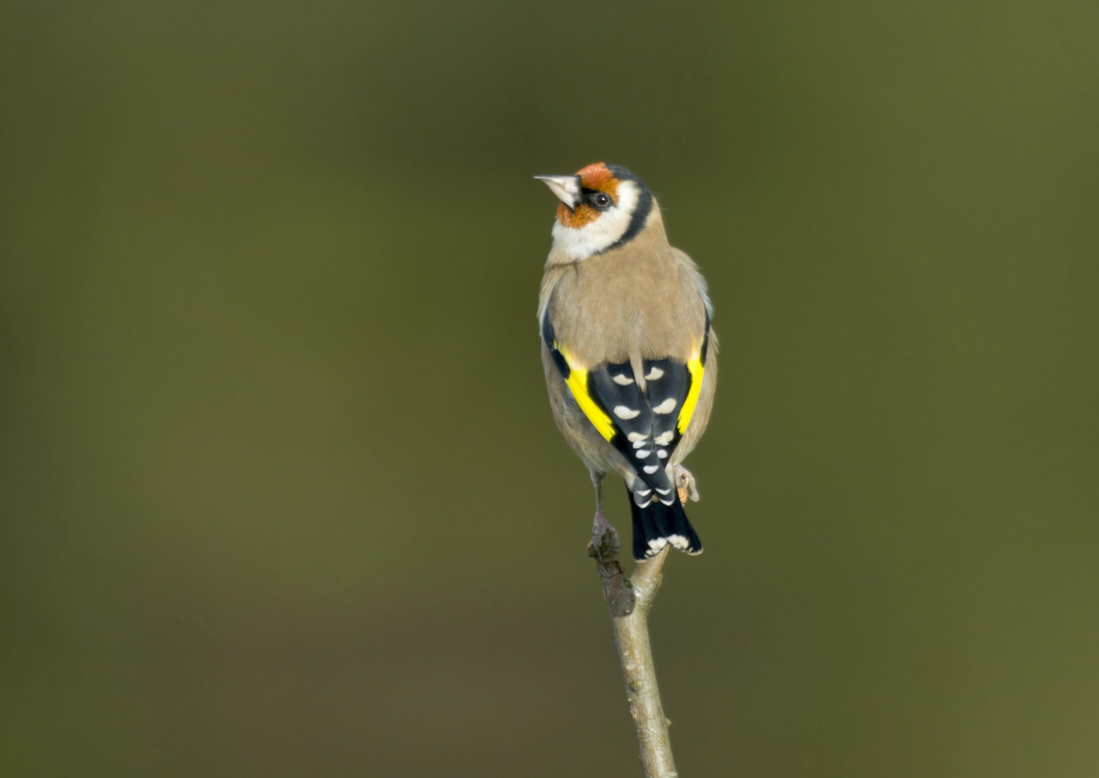 A goldfinch looking around from a bare twig.