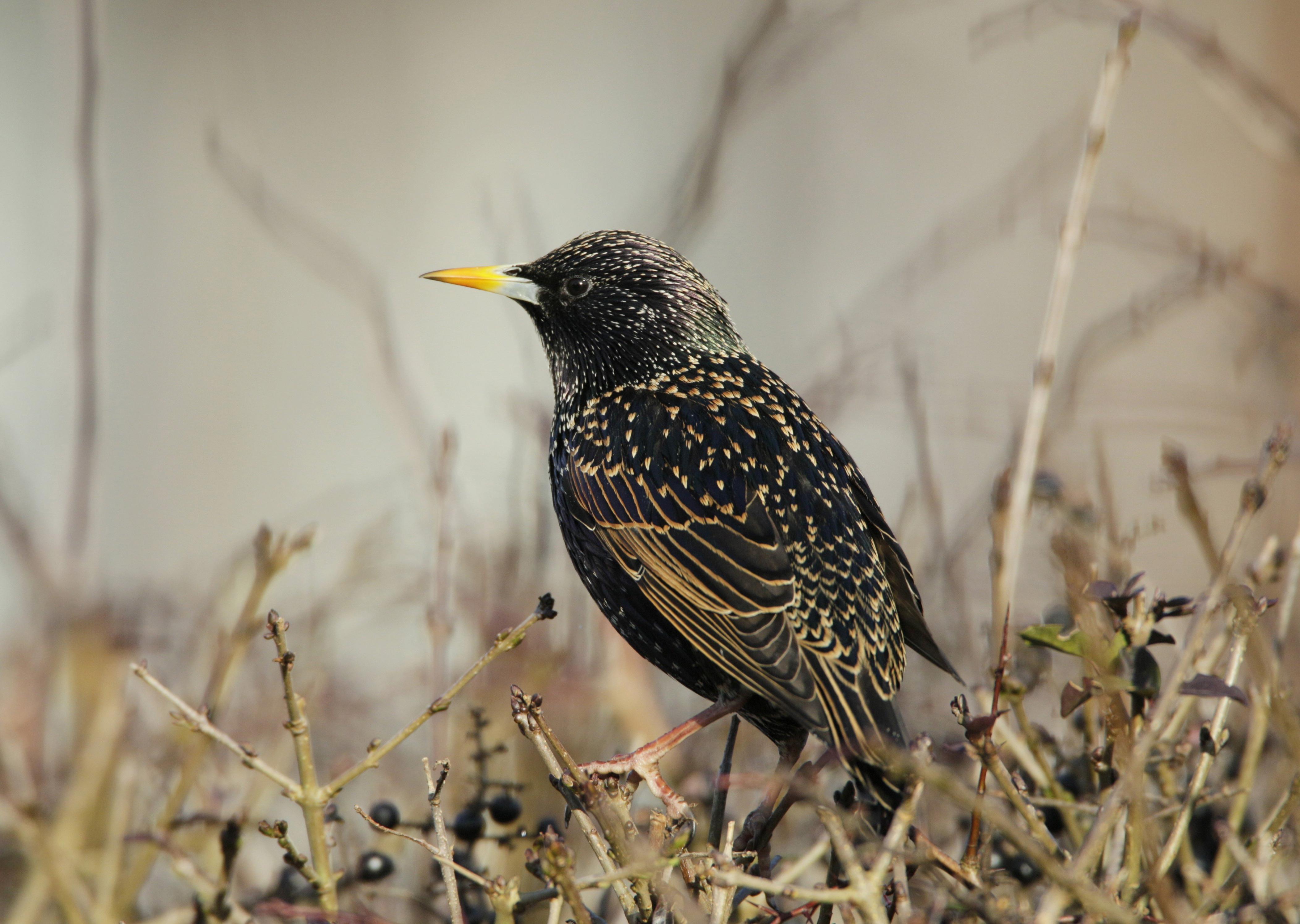 A starling. Photo: Andy Hay (rspb-images.com)