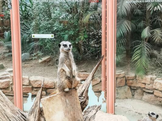 Explore the habitats of the tropics together and meet a wealth of exotic animals along the way at Tropical World, with monkeys, meerkats, crocodiles and butterflies among the exhibits.