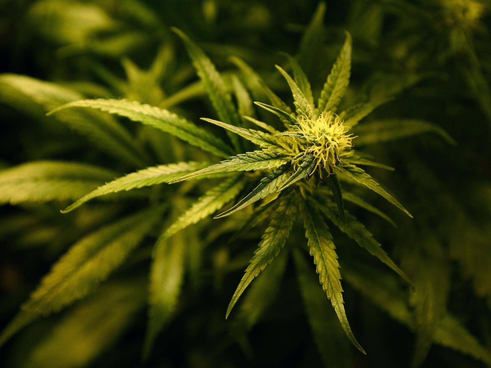 Police made 4,373 seizures of cannabis, including 56kg of herbal cannabis, 3kg of cannabis resin and 21,436 cannabis plants. Picture: Gareth Fuller/PA Wire